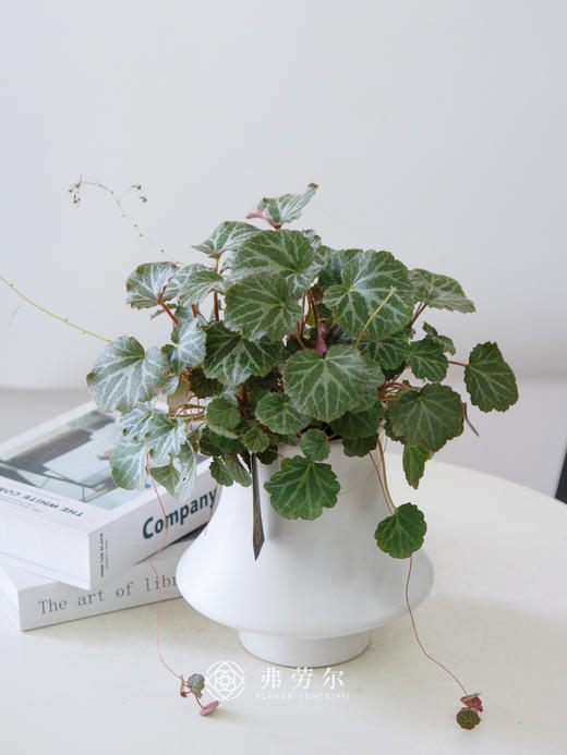 白盆虎耳草 商品图0