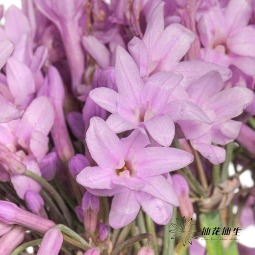 配花 | 紫骄花 商品图0