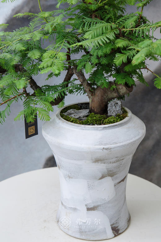 高脚盆水杉 商品图1