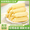 【云南特产！西双版纳拇指玉米】真空锁鲜，软糯香甜，细腻无渣，新鲜白糯迷你手指玉米儿童早餐 商品缩略图1