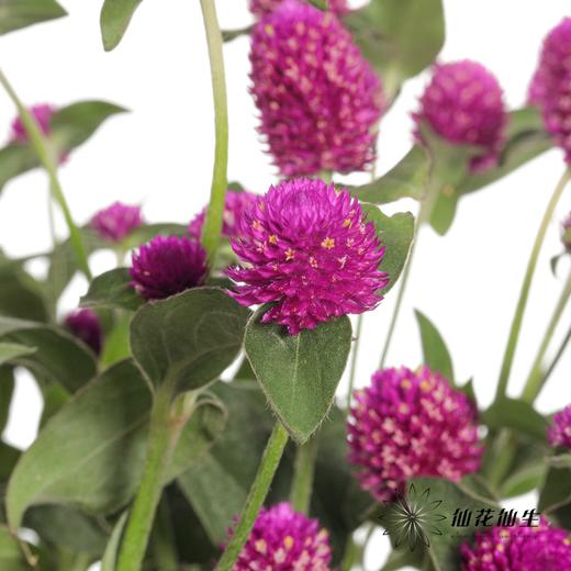 配花 | 千日红 紫色 商品图4