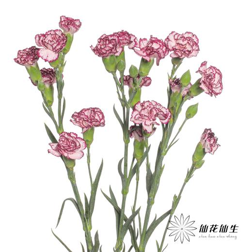 多头康乃馨 | 多瑙河 商品图3