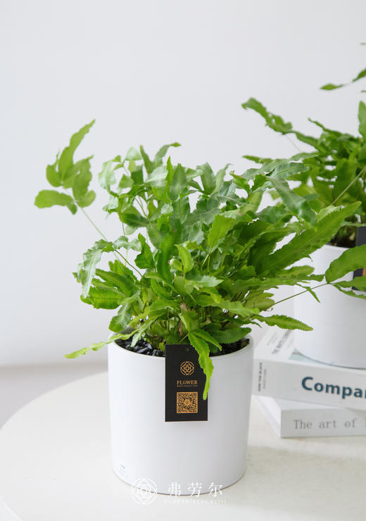 银线蕨 商品图1