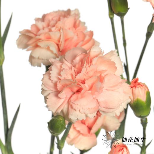 多头康乃馨 | 墨言 商品图4