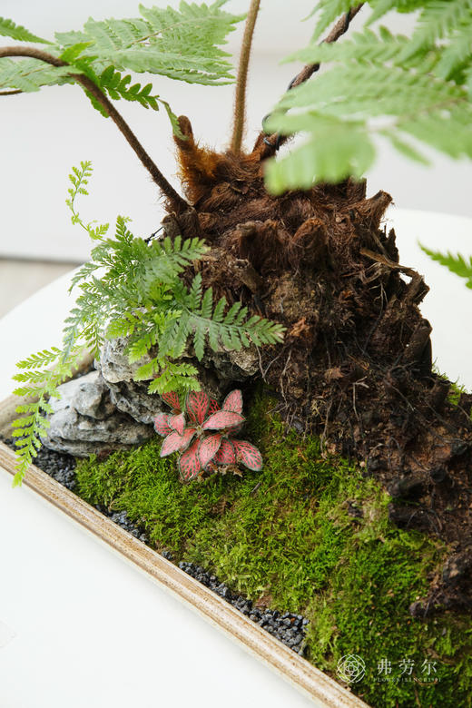 老桩红磷蕨 商品图2