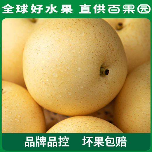 PAGODA百果园 A级-蜜梨8粒家庭装 商品图3
