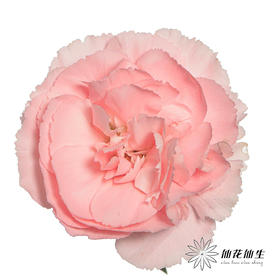 多头康乃馨 | 豆巴豆