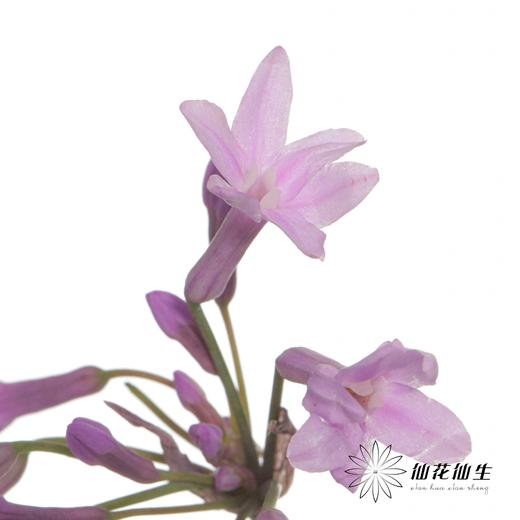 配花 | 紫骄花 商品图4