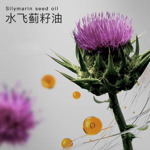 【品牌618年中大促6.18元换购正装1盒】德国原装进口【水飞蓟籽油胶囊】 水飞蓟籽油+蒲公英根固体提取物+姜黄素 商品图4