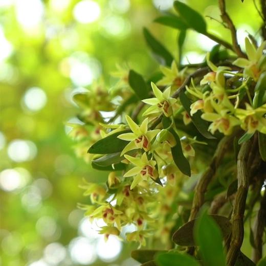 黔西南安龙【铁皮石斛干花】30g 全国包邮 新疆西藏不发货 精心选材 气味清香 商品图6