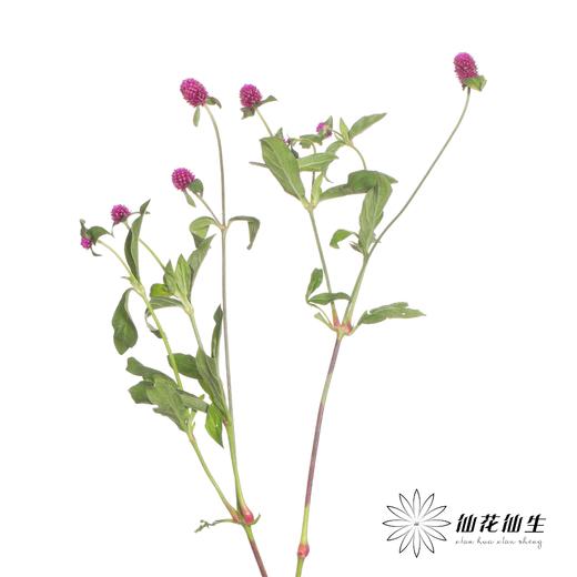 配花 | 千日红 紫色 商品图3