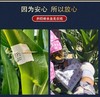 【小黄糯玉米】 有机种植，非转基因，稀有沙土地种植，香甜软糯（10cm左右一根，小朋友一根刚好） 商品缩略图5