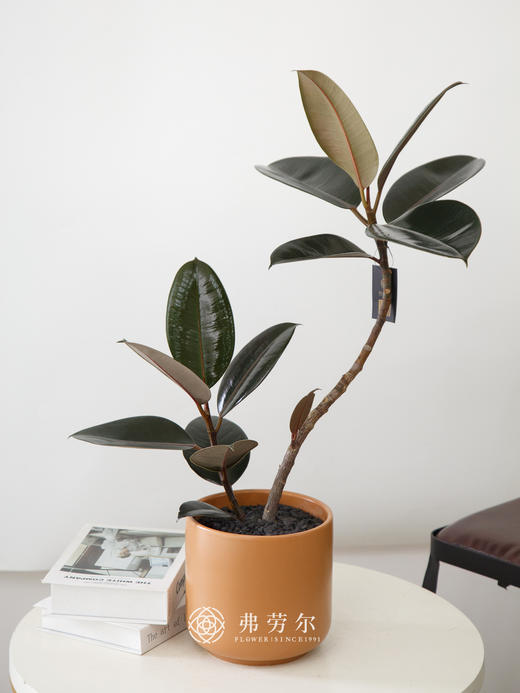 桌面黑金刚 商品图0