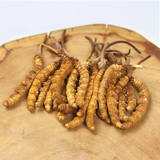 【冬虫夏草】精选完整草 1g/瓶 独立瓶装 商品图5