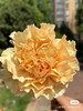 康乃馨，香槟色 商品缩略图2