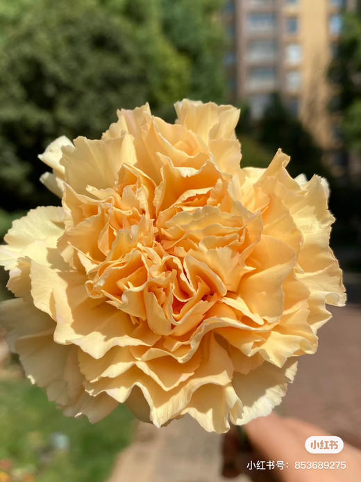 康乃馨，香槟色 商品图2