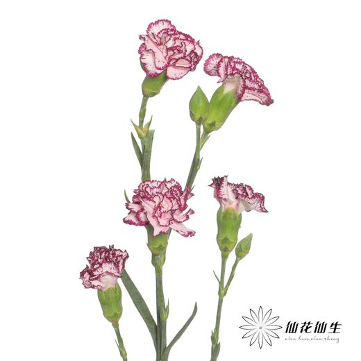 多头康乃馨 | 多瑙河 商品图4