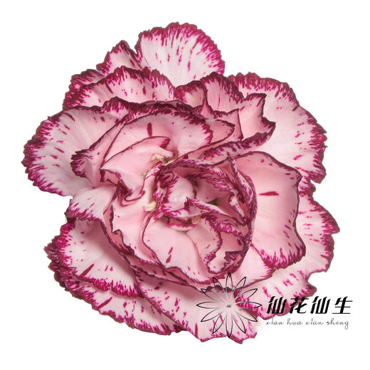 多头康乃馨 | 多瑙河 商品图0