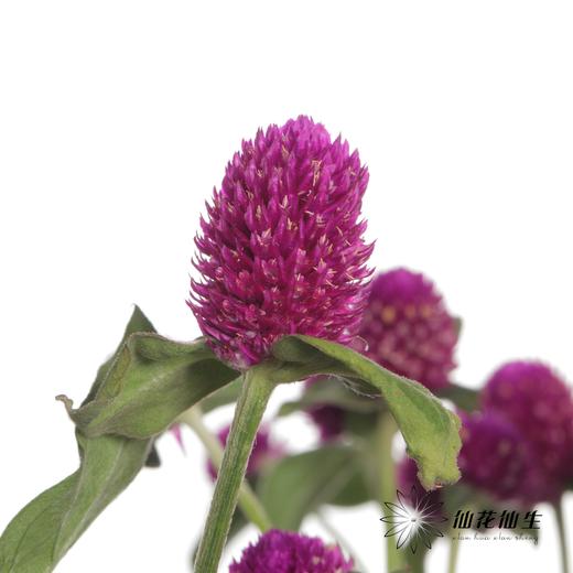 配花 | 千日红 紫色 商品图5