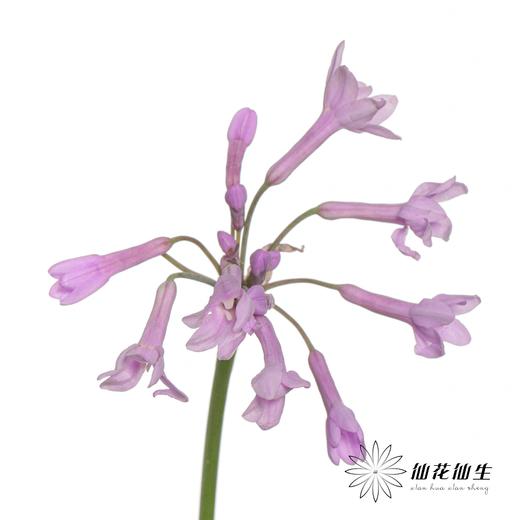 配花 | 紫骄花 商品图2