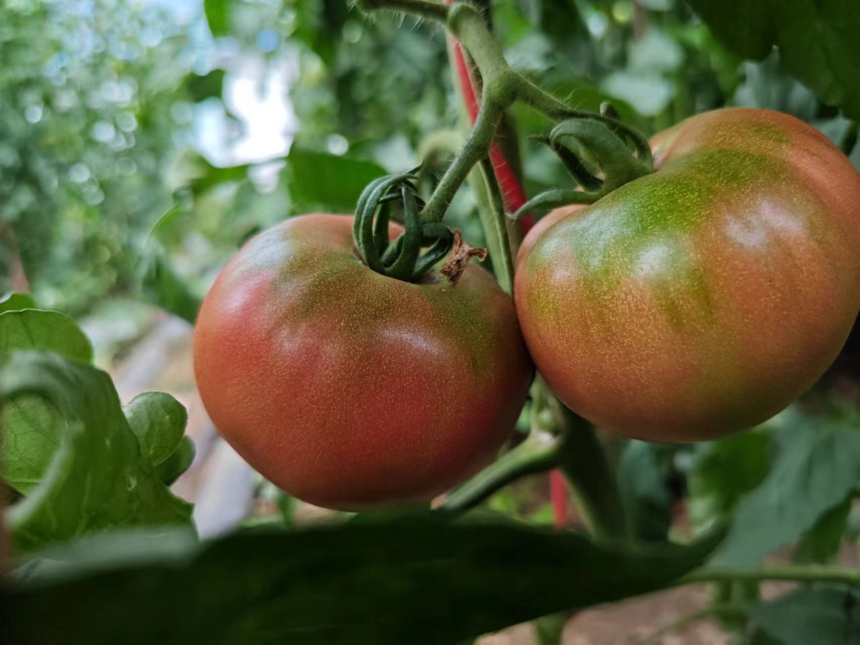 【推荐】老品种西红柿 、自留种、酵素生态种植 ||  健源