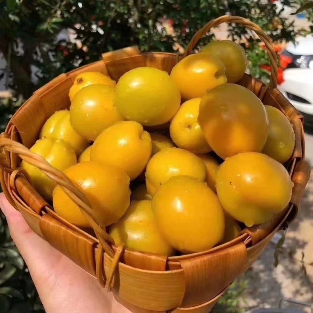 沂蒙山珍珠油杏（3斤1箱）