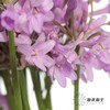 配花 | 紫骄花 商品缩略图6