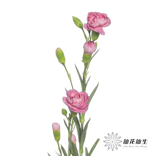 多头康乃馨 | 野马 商品图2