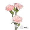 多头康乃馨 | 粉佳人 商品缩略图3