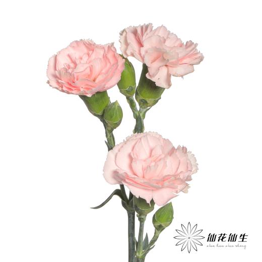 多头康乃馨 | 粉佳人 商品图3