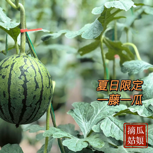 【分仓直发包邮】庞各庄西瓜5.5-6斤/11-12斤 商品图2