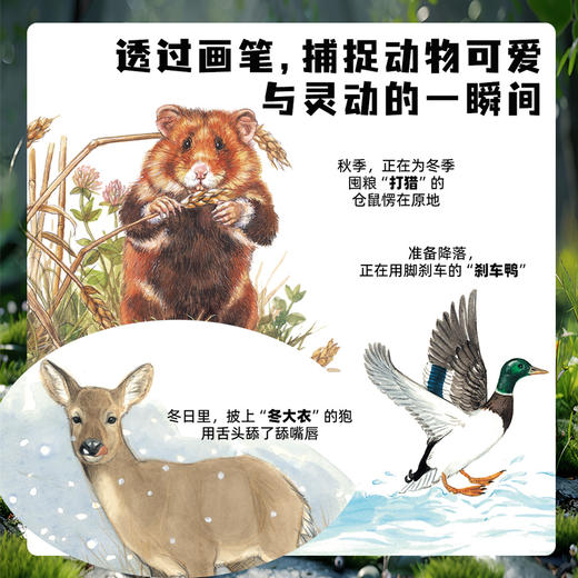 生命的故事（手绘版）（共10册）科普绘本昆虫昆虫世界 商品图7