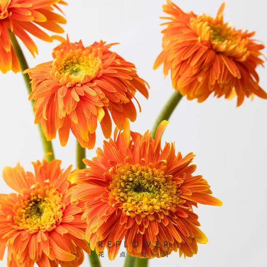 花点时间（Reflower）花束-童心未泯（非洲菊5枝） 商品图1
