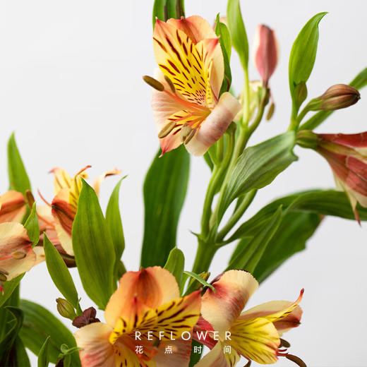 花点时间（Reflower）花束－期待相逢（水仙百合6枝 ） 商品图3