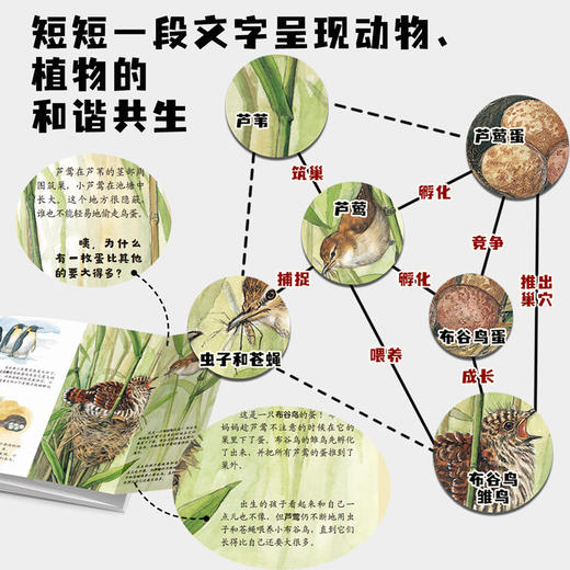 生命的故事（手绘版）（共10册）科普绘本昆虫昆虫世界 商品图5