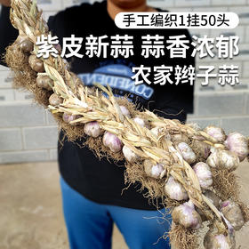 密云手工编蒜2026年新鲜农家紫皮辫子蒜  蒜瓣肥大  蒜香味郁  新蒜
