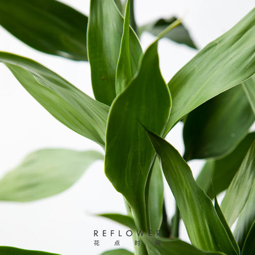 花点时间（Reflower）花束-竹报平安（富贵竹5枝） 商品图1