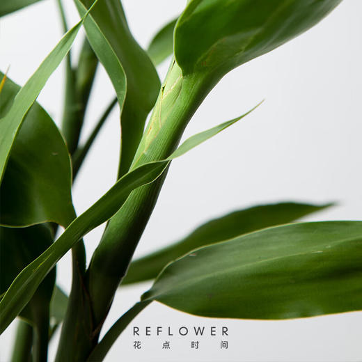 花点时间（Reflower）花束-竹报平安（富贵竹5枝） 商品图2