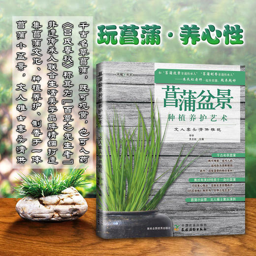 菖蒲盆景种植养护艺术：文人案头清供雅玩 商品图0