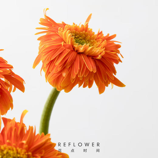 花点时间（Reflower）花束-童心未泯（非洲菊5枝） 商品图3