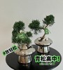放“青”松 盆栽（每盆形态不同，介意慎拍） 商品缩略图2