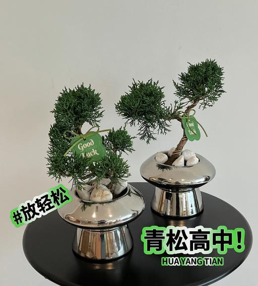 放“青”松 盆栽（每盆形态不同，介意慎拍） 商品图2
