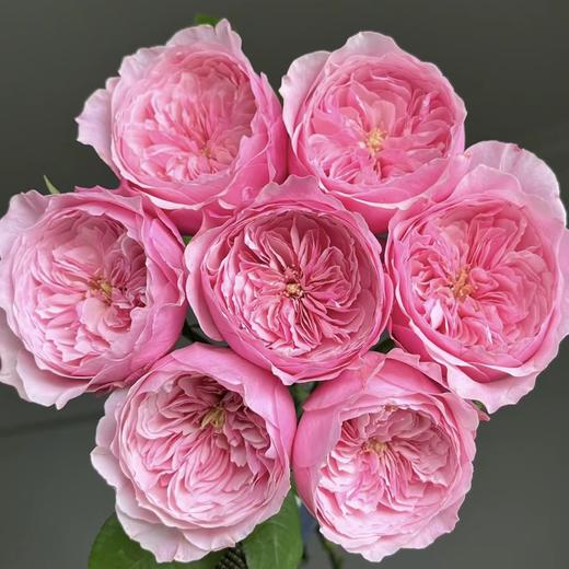 百利信单头玫瑰 | 凯丽 商品图0