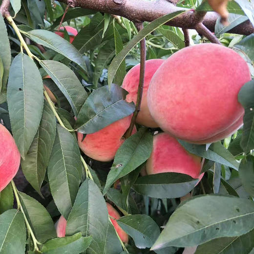 【陕西西安】陕西露天水蜜桃新鲜采摘应季水果 商品图2