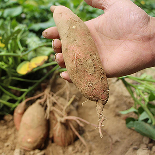 【分仓直发包邮】福建六鳌蜜薯5斤/9斤 商品图6