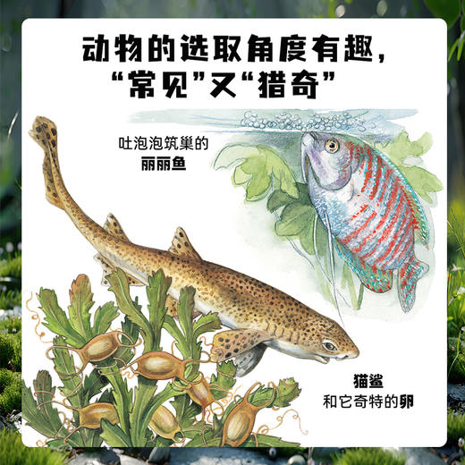 生命的故事（手绘版）（共10册）科普绘本昆虫昆虫世界 商品图6