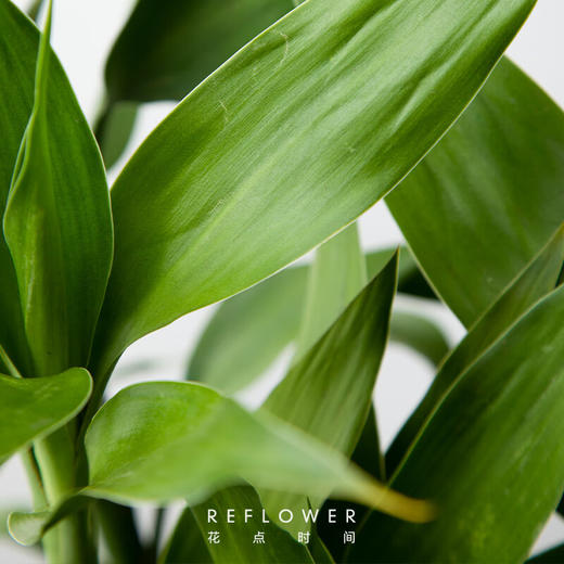 花点时间（Reflower）花束-竹报平安（富贵竹5枝） 商品图3