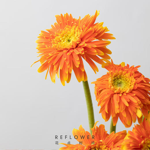 花点时间（Reflower）花束-童心未泯（非洲菊5枝） 商品图2