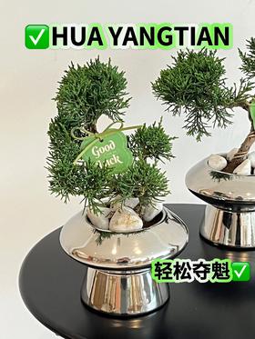 放“青”松 盆栽（每盆形态不同，介意慎拍）