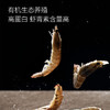 1号会员店（One's Member）精选盐田有机白虾 海鲜食材盐田养殖 无添加健康单冻干净 净重1kg 商品缩略图3